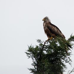 Red Kite