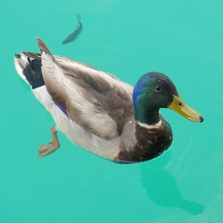 Mallard