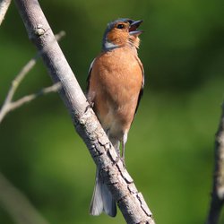 Chaffinch