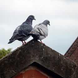 Feral Pigeon
