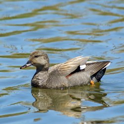 Gadwall