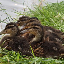 Mallard