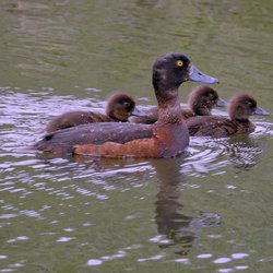 Tufted Duck