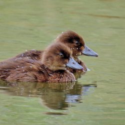 Tufted Duck