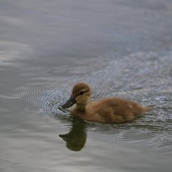Mallard