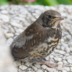 Fieldfare