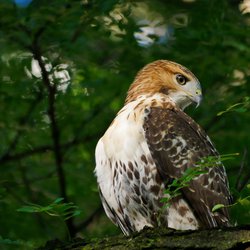 Buzzard