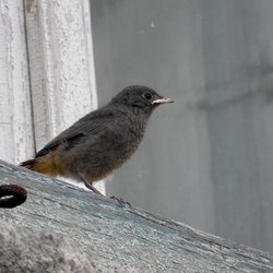 Black Redstart