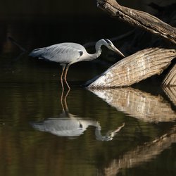 Grey Heron