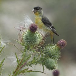 Siskin