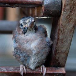 Eurasian Jay