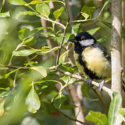 Great Tit
