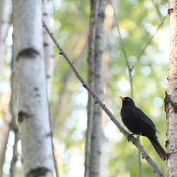 Blackbird