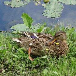 Mallard