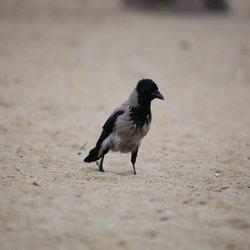 Hooded crow