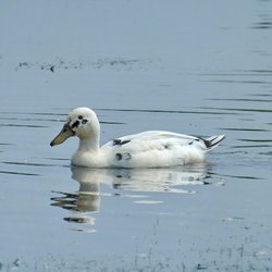 Mallard