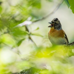 Brambling