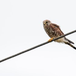 Kestrel