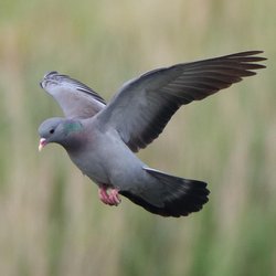 Stock Dove