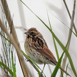 Reed Bunting