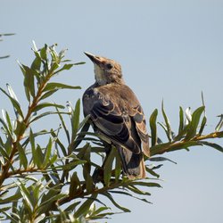Starling