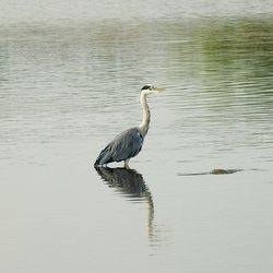 Grey Heron
