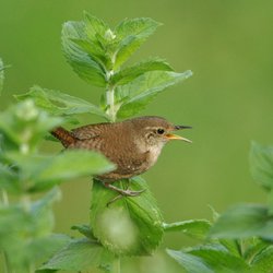 Northern Wren