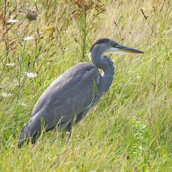 Grey Heron