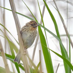 Reed Bunting