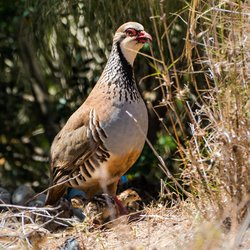 Red-legged partridge