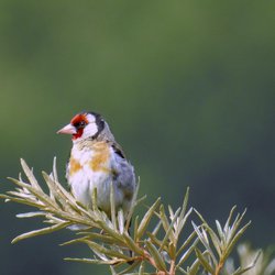 Goldfinch