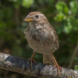Corn Bunting