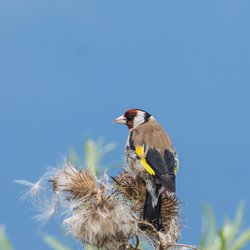 Goldfinch