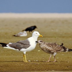Lesser Black-backed Gull