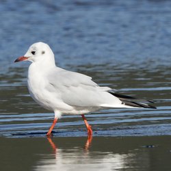 Black-headed Gull