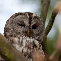 Tawny Owl