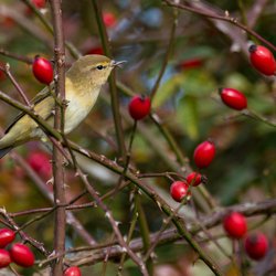 Chiffchaff