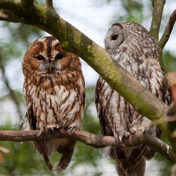Tawny Owl