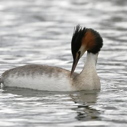 Great Crested Grebe