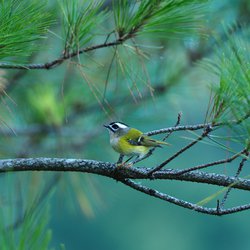 Goldcrest