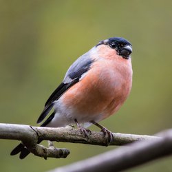Bullfinch