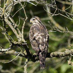 Buzzard