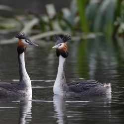 Great Crested Grebe