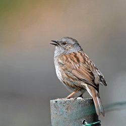 Dunnock