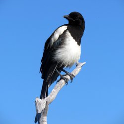 Magpie