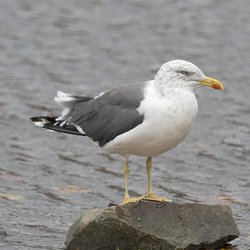 Lesser Black-backed Gull