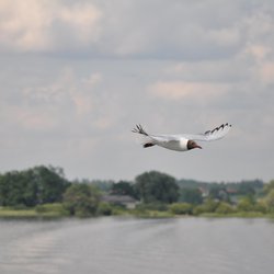 Black-headed Gull