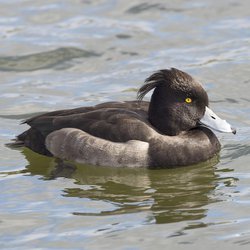 Tufted Duck