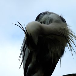 Grey Heron