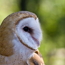 Barn-owl
